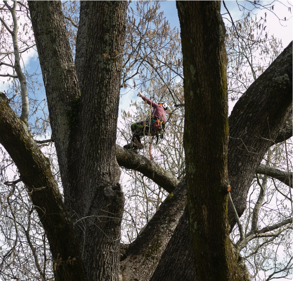Arborist in a massive tree pointing out weak spots