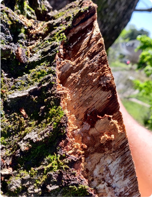 tree bark that is flaking away due to disease
