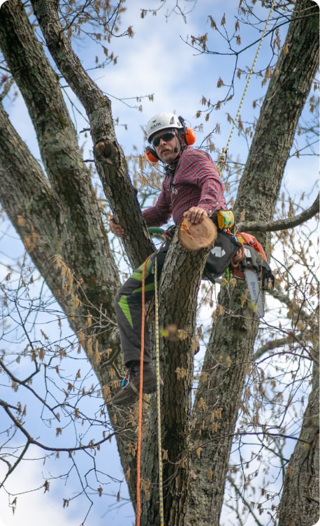 arborist in a tree with a chainsaw and ropes